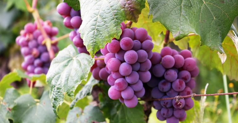 Ako najlepšie využiť priaznivé pôsobenie zeolitu pri pestovaní viniča, ovocných rastlín a drevín